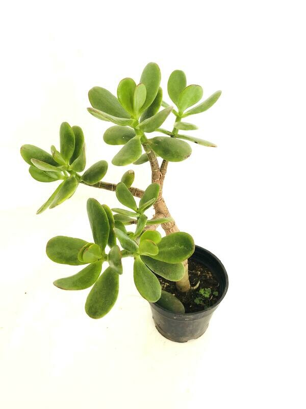 Jade Plant Big leaf in 4 inches Nursery Pot