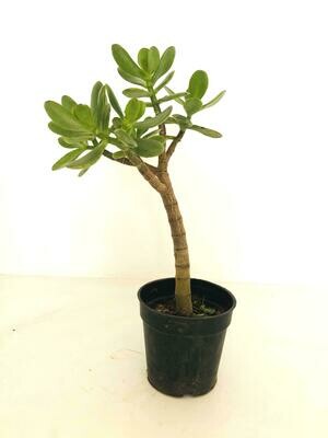 Jade Plant Big leaf in 4 inches Nursery Pot