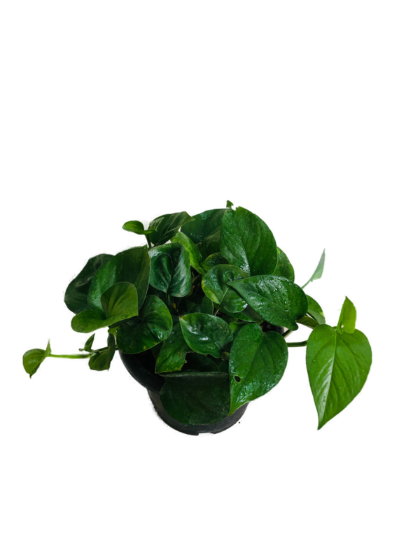 Money Plant Green in 8 inches Nursery Pot