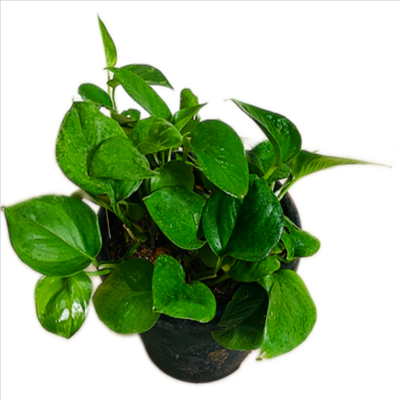 Money Plant Green in 8 inches Nursery Pot