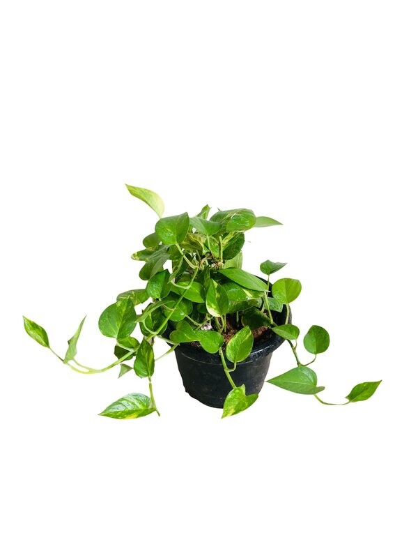 Money Plant Robusta in 8 inches Nursery Pot