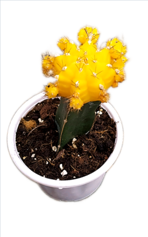 Moon Cactus in 3 inches Nursery Pot