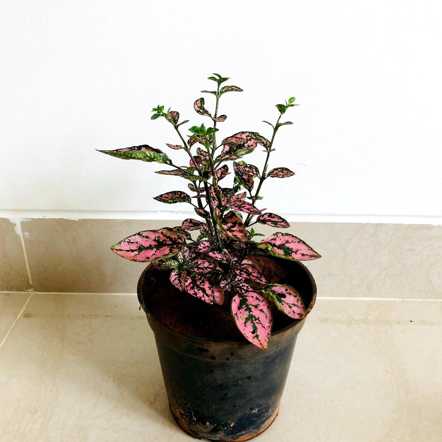Polka Dot Plant in 4 inches Nursery Pot
