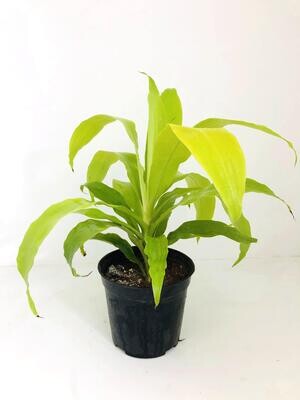 Dracaena Golden Plant in 5 inches Nursery Pot