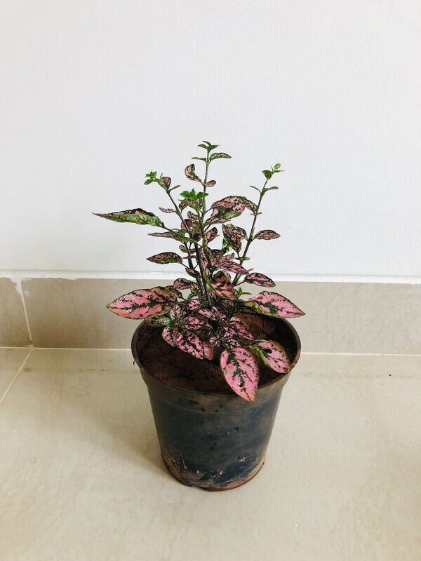 Polka Dot Plant in 4 inches Nursery Pot