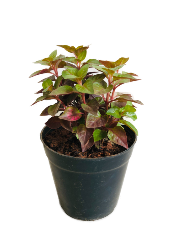 Alternanthera Plant in 4 inches Nursery Pot