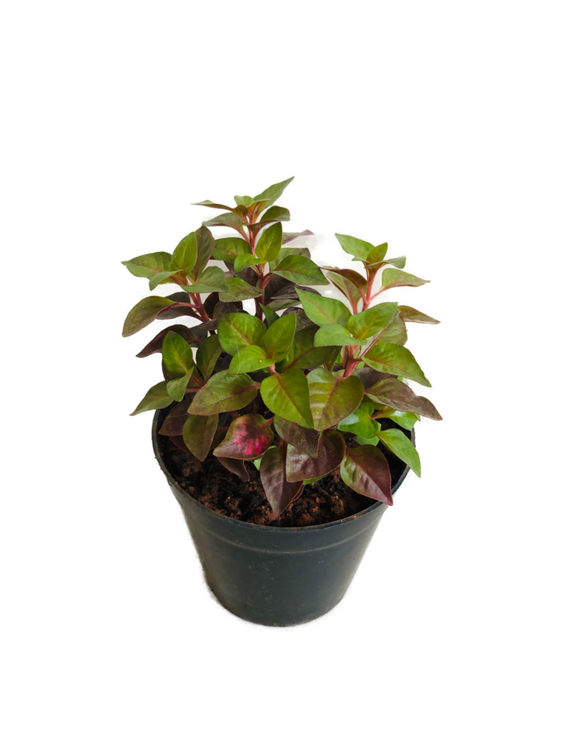 Alternanthera Plant in 4 inches Nursery Pot