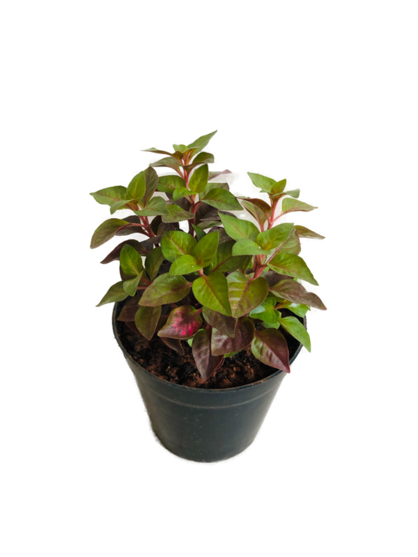Alternanthera Plant in 4 inches Nursery Pot