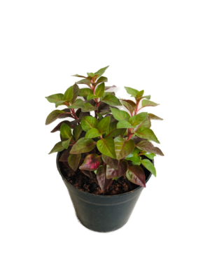 Alternanthera Plant in 4 inches Nursery Pot