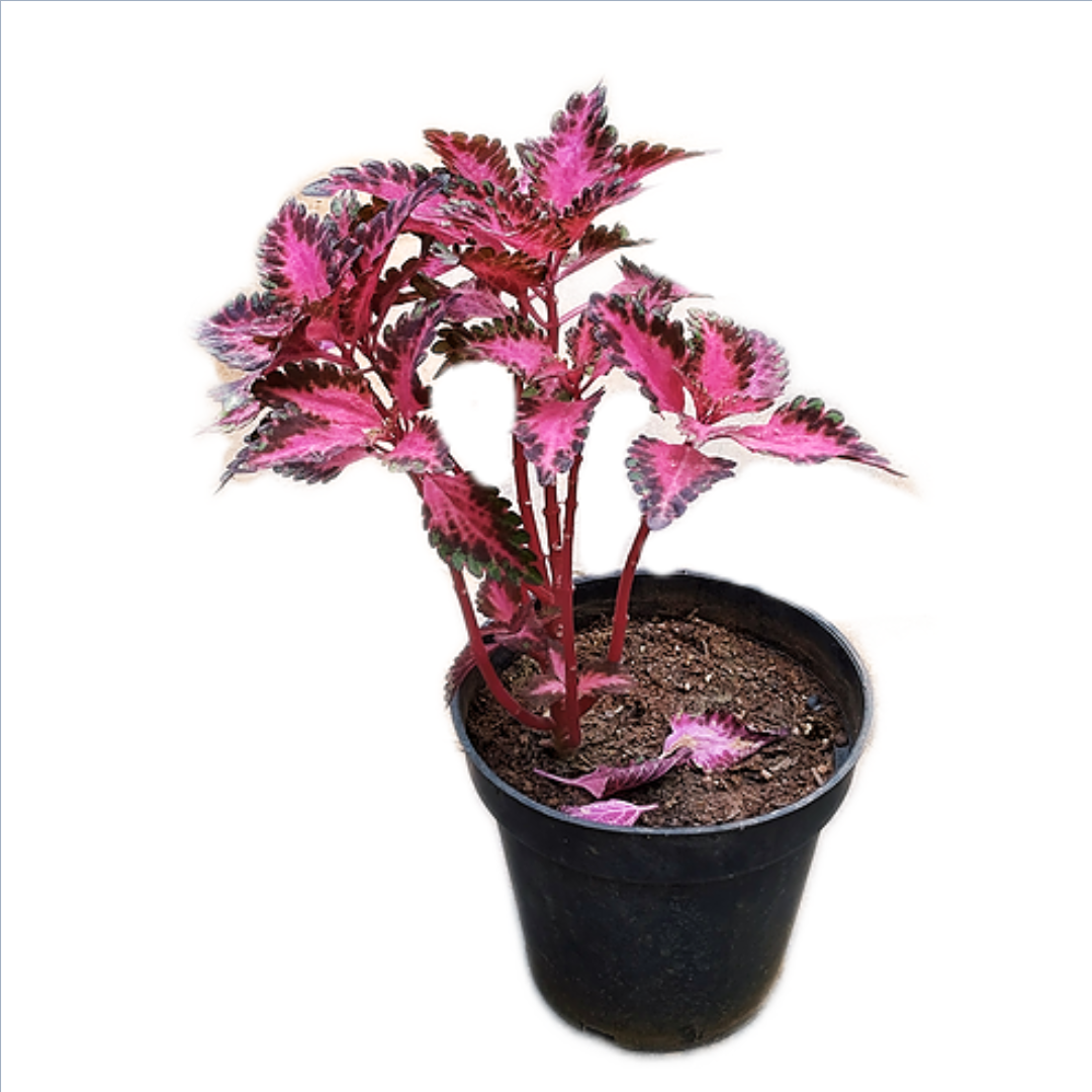 Coleus Pink Plant in 6 inches Nursery Pot