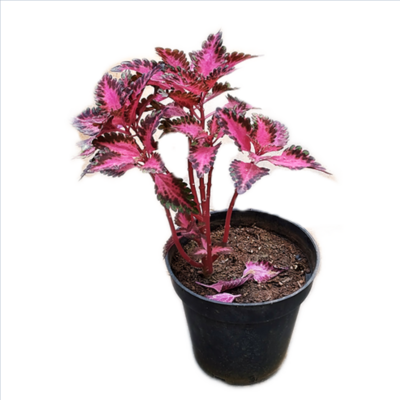 Coleus Plant (Any Color) in 6 inches Nursery Pot