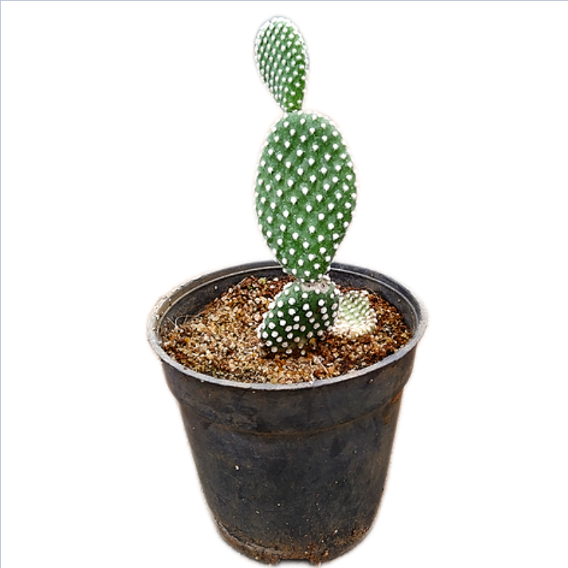 Bunny Ear Cactus in 3 inches Nursery Pot