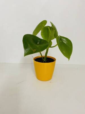 Peperomia Raindrop Plant in 4 inches Valencia Round Pot