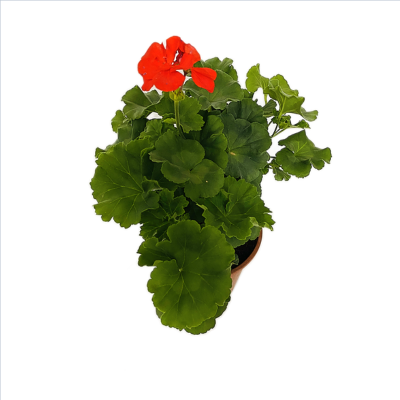 Geranium Shrub in 6 inches Nursery Pot