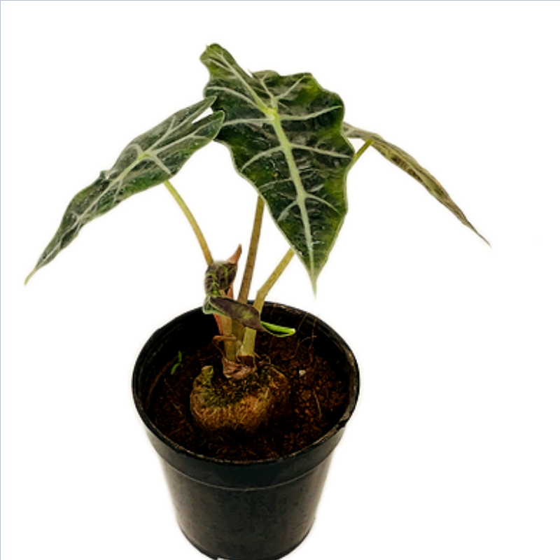 Alocasia Amazonica Plant in 4 inches Nursery Pot