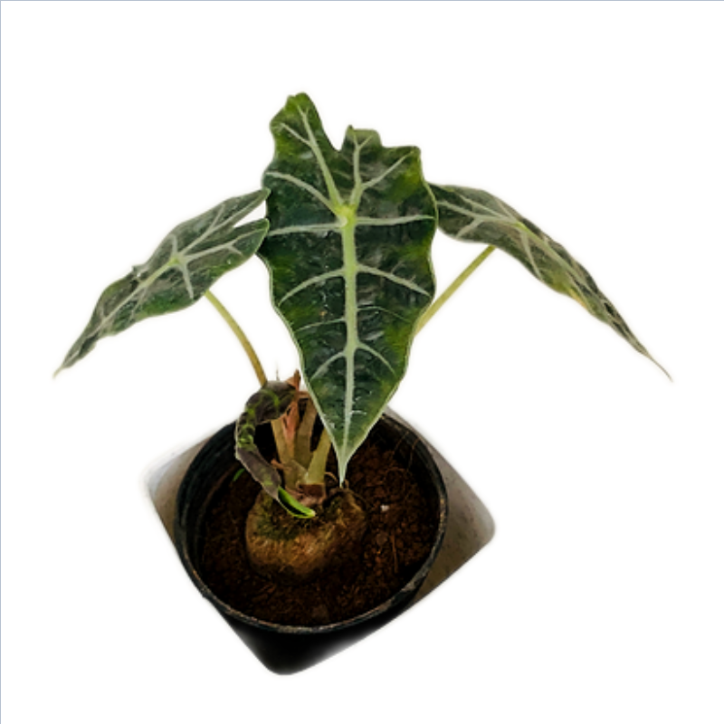 Alocasia Amazonica Plant in 4 inches Daisy Square Pot