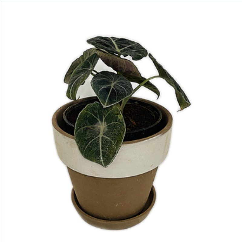 Alocasia Velvet Plant in Coated -4 inches White with Gold Rim Pot