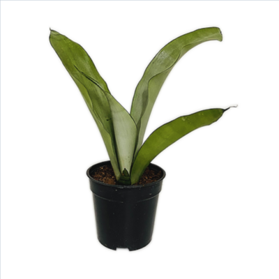 Sansevieria Moonshine Plant - Snake Plant in 4 inches Nursery Pot