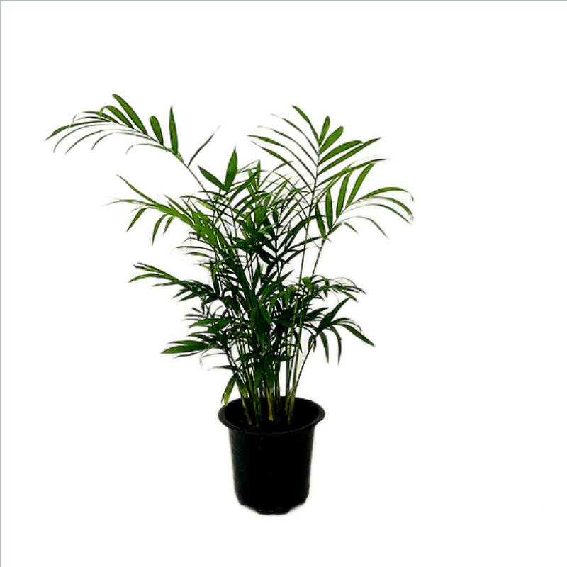 Chamaedorea Palm Plant in 4-inches Nursery Pot- 6 inches Height