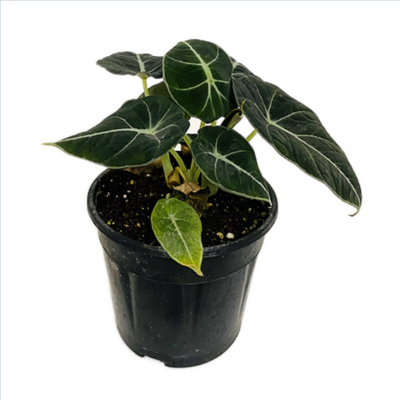 Alocasia Velvet Plant in 4 inches Nursery Pot