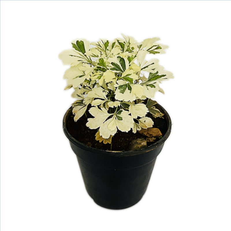 Aralia White - Aralia Plant in 4 inches Nursery Pot