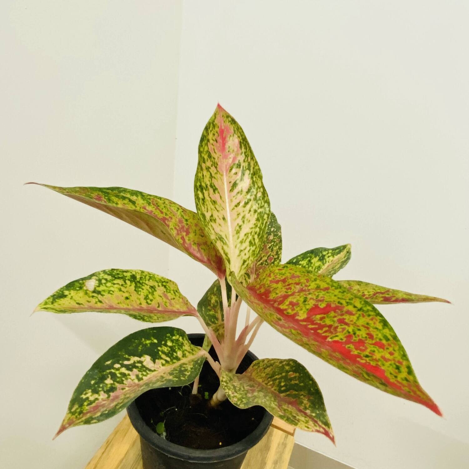 Aglaonema Lipstick Plant - Chinese Evergreen in 4 inches Nursery Pot