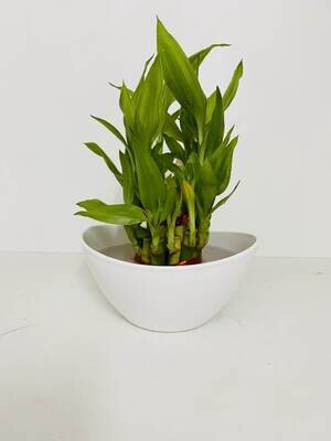 2 Layers Lucky Bamboo in Glass Bowl