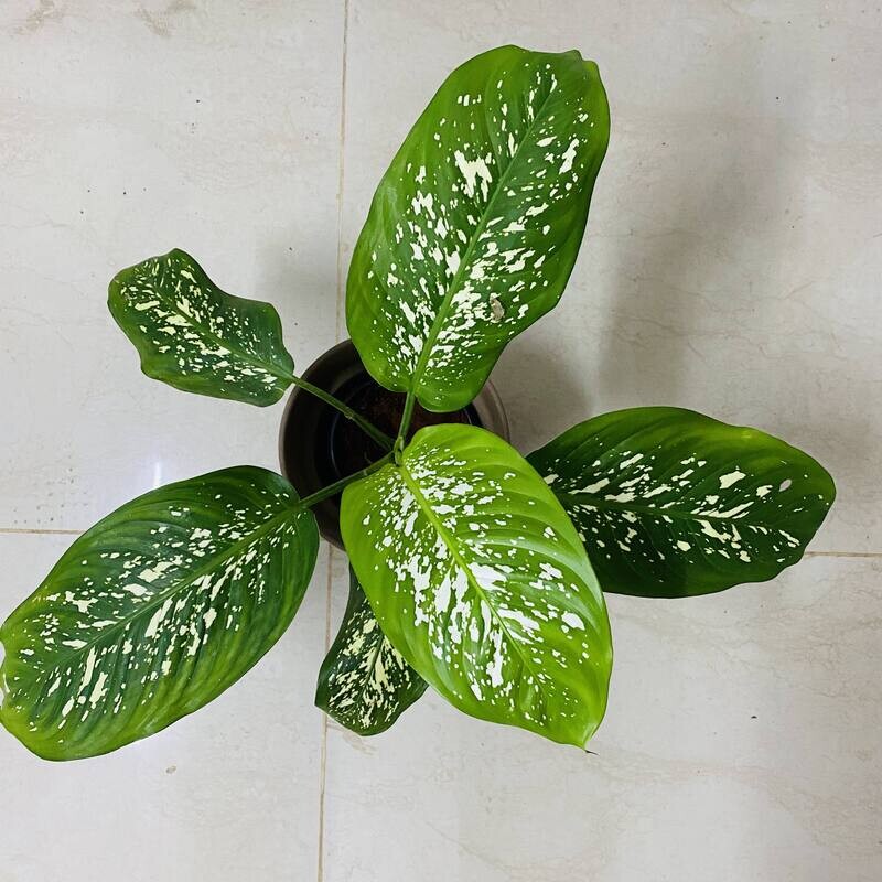 Dieffenbachia Amoena Plant in 4 inches Nursery Pot