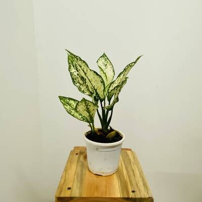 Aglaonema Snow White Plant - Chinese Evergreen in 4 inches Nursery pot