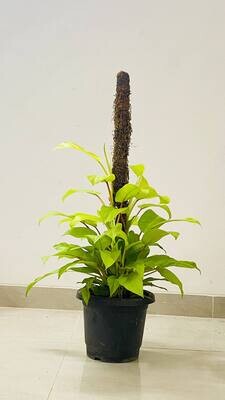 Philodendron Ceylon - Golden with Moss Stick in 10 inches Nursery Pot- 2 Feet