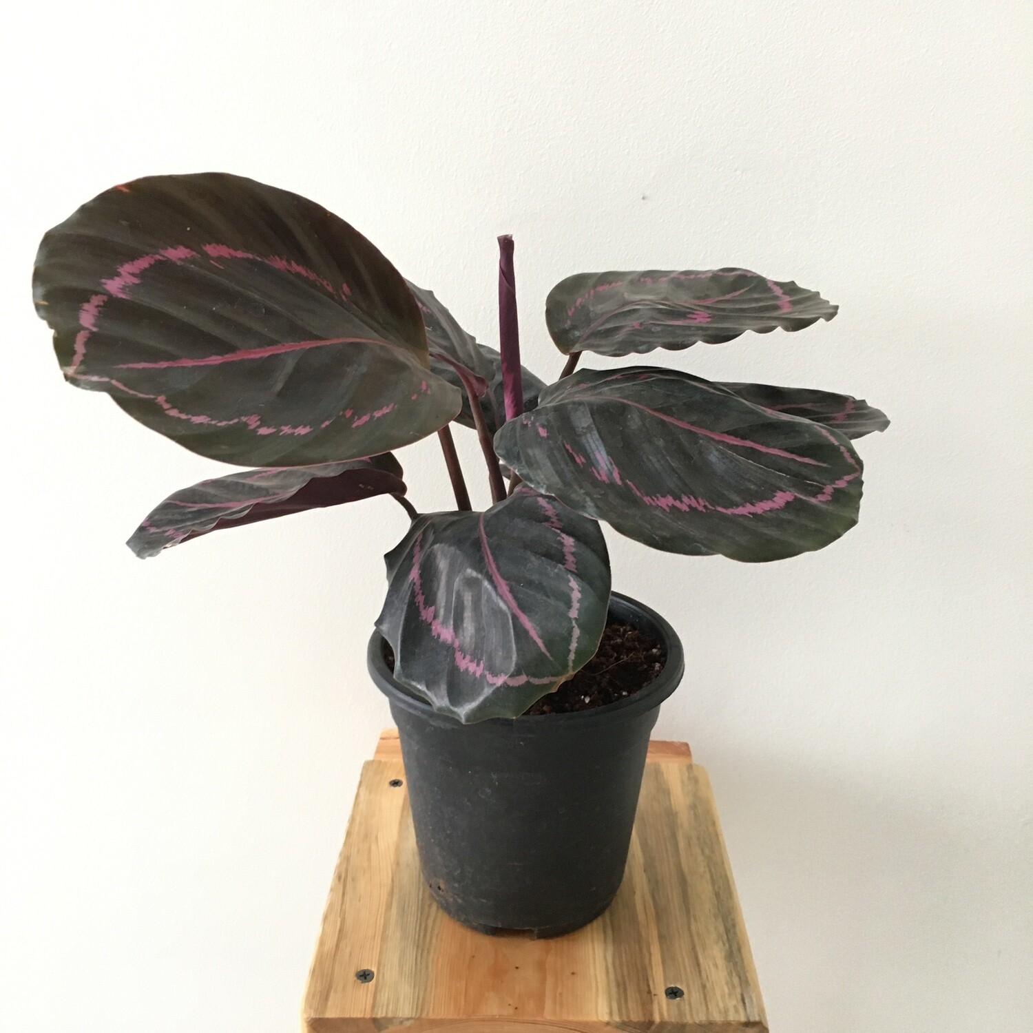 Calathea Roseapicta Plant in 4 inches Nursery Pot