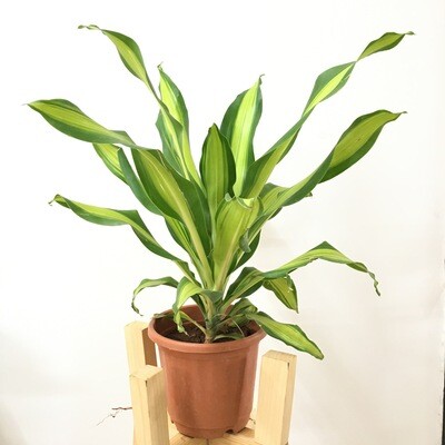 Dracaena Fragrans in 7 inches Nursery Pot