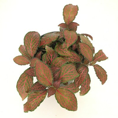 Fittonia - Nerve Plant in 4 inches Nursery Pot