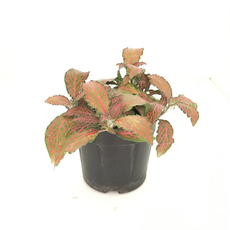 Fittonia - Nerve Plant in 4 inches Nursery Pot