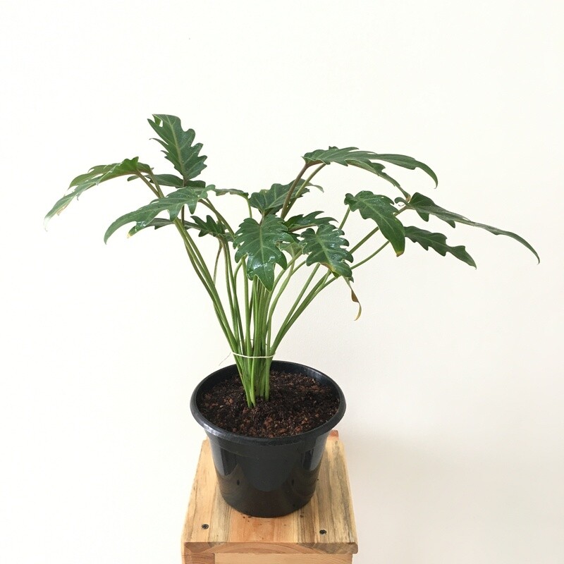 Philodendron Xanadu Plant in 6&quot; Nursery Pot
