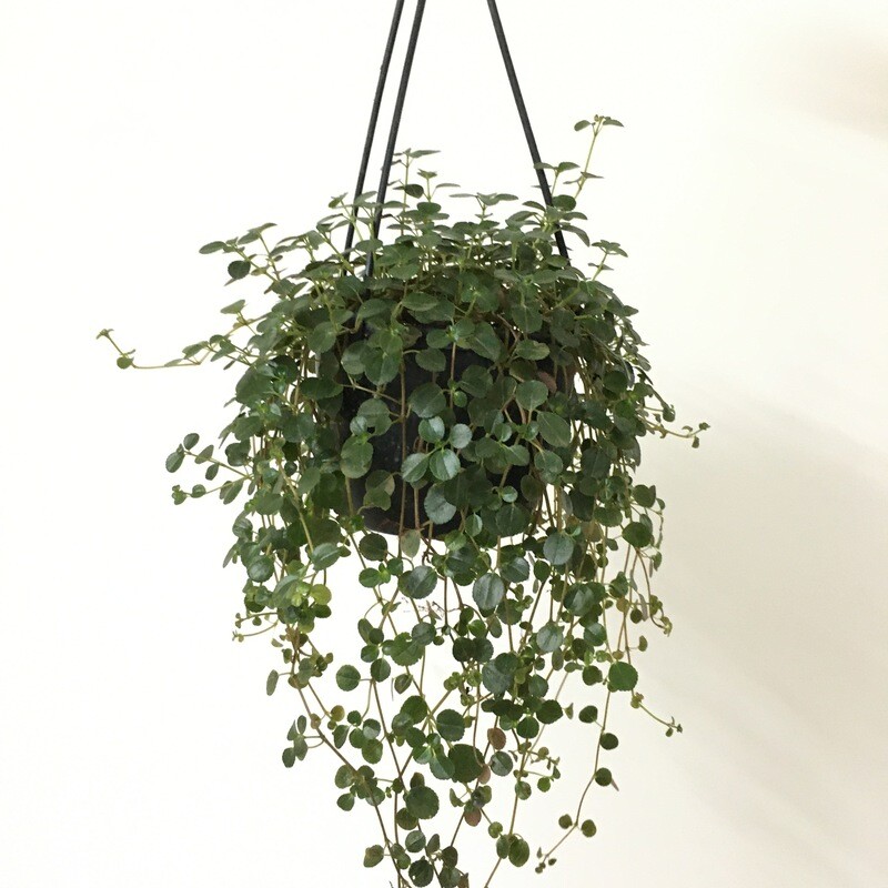 Strings of Turtle in 7 inches Nursery Hanging basket