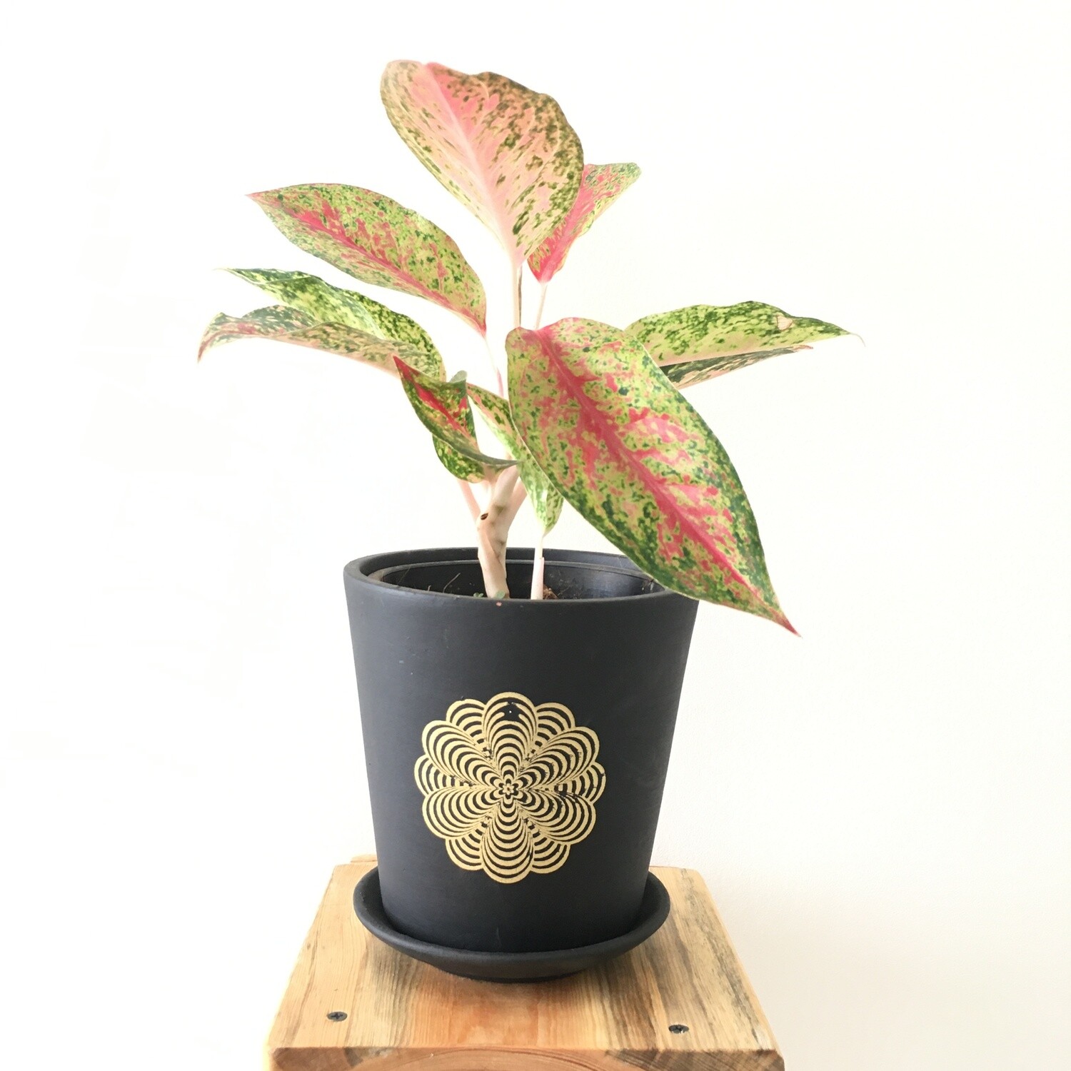 Aglaonema Lipstick Plant - Chinese Evergreen in 6 inches Black Printed Terracotta Pot with Saucer