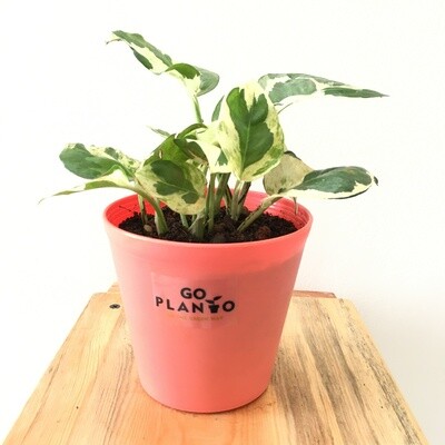 Variegated Money Plant in 4 inches Plastic Tank Pot