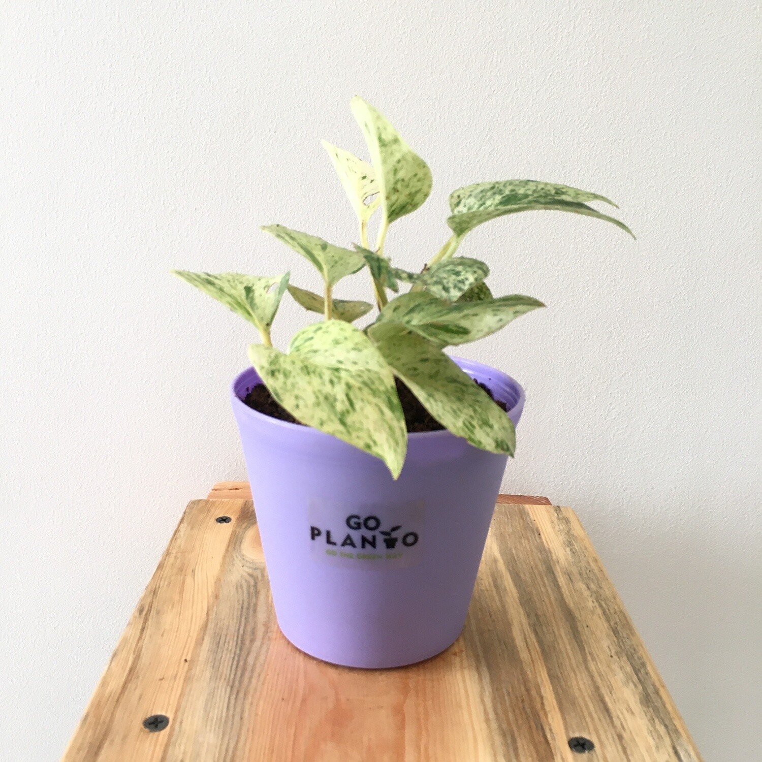 Marble Queen Money Plant in 4 inches Plastic Tank Pot
