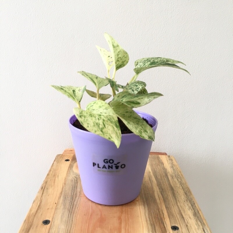 Marble Queen Money Plant in 4 inches Plastic Tank Pot