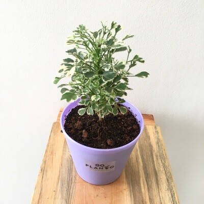 Aralia Miniature Variegated - Aralia Plant in 4 inches Plastic Pot