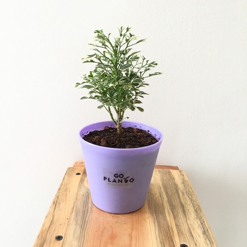 Aralia Miniature Variegated - Aralia Plant in 4 inches Plastic Pot