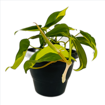Philodendron Brasil Plant in 7 inches Black Round Plastic Pot