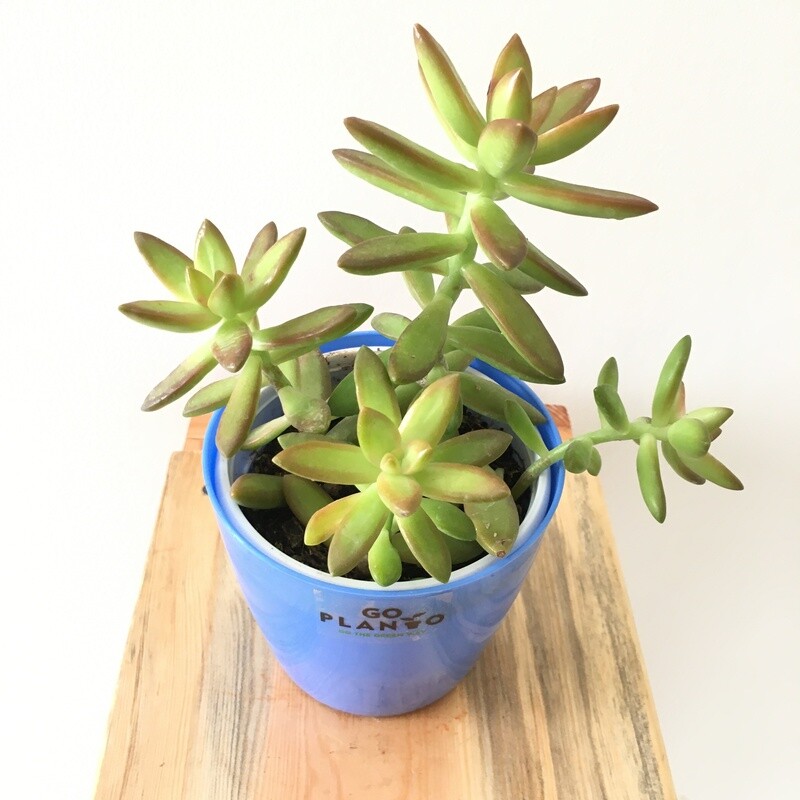 Jelly bean Pink in 4 inches Nursery Pot