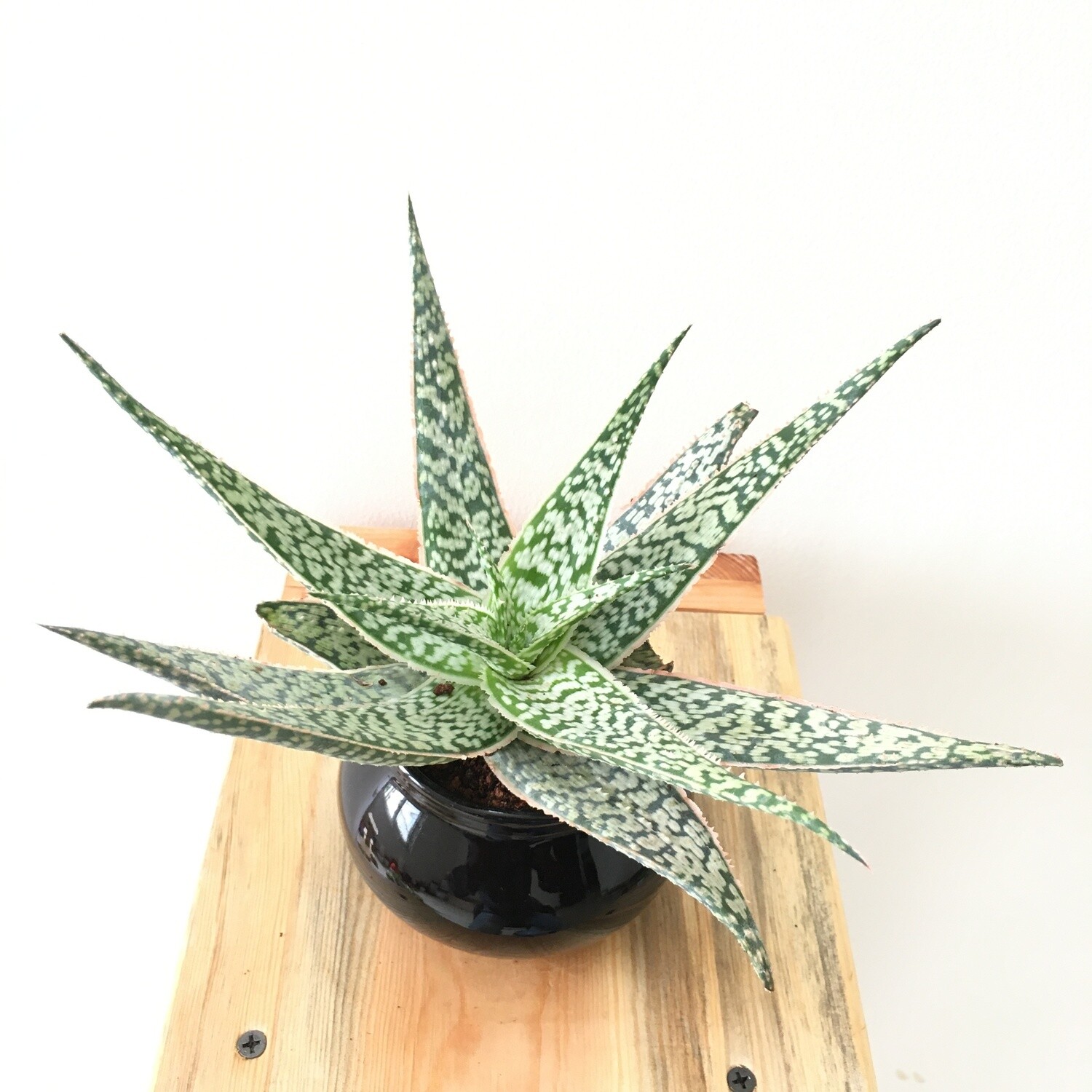 Aloe Snow White Wide Succulent in 3 inches Nursery Pot
