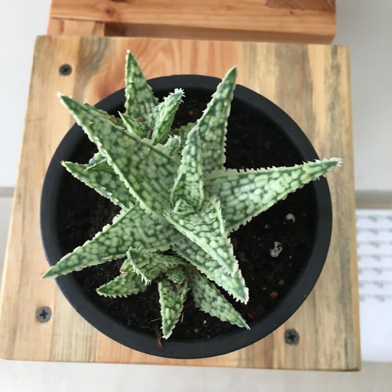 Aloe Snow White in 3&quot; Nursery Pot