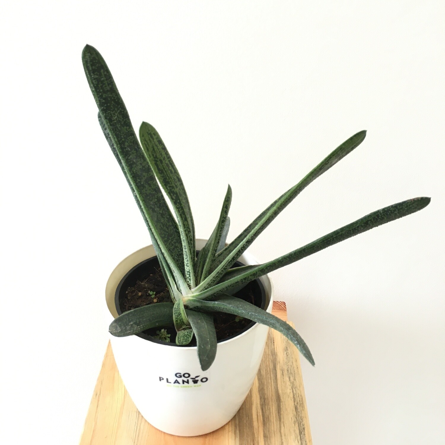 Gasteria Succulent in 5 inches Round Pot