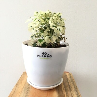 Aralia Miniature White - Aralia Plant in 5 inches Round Pot