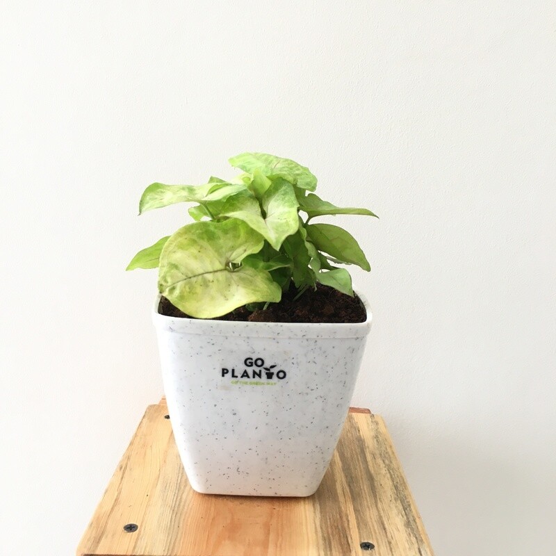 Syngonium Cream Allusion- (Red in White Leaf) in 5 inches Daisy Square Pot