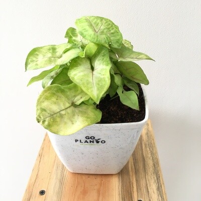 Syngonium Cream Allusion- (Red in White Leaf) in 5 inches Daisy Square Pot
